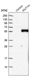 MUTYH Antibody in Western Blot (WB)