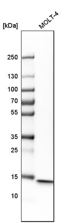 CD3z Antibody in Western Blot (WB)