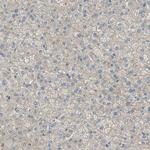 Attractin Antibody in Immunohistochemistry (Paraffin) (IHC (P))