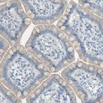 Attractin Antibody in Immunohistochemistry (Paraffin) (IHC (P))