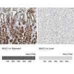 MUC1 Antibody in Immunohistochemistry (Paraffin) (IHC (P))