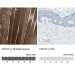 M-cadherin Antibody in Immunohistochemistry (Paraffin) (IHC (P))
