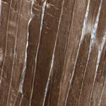 M-cadherin Antibody in Immunohistochemistry (Paraffin) (IHC (P))