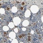 Bmf Antibody in Immunohistochemistry (Paraffin) (IHC (P))