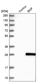 Bmf Antibody in Western Blot (WB)