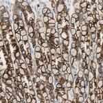 CD166 Antibody in Immunohistochemistry (Paraffin) (IHC (P))