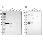 Caspase 6 Antibody in Western Blot (WB)