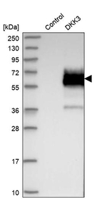DKK3 Antibody in Western Blot (WB)