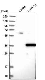 PHYHD1 Antibody in Western Blot (WB)