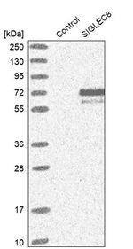 SIGLEC8 Antibody in Western Blot (WB)