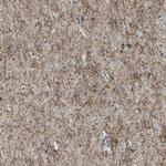 QSOX2 Antibody in Immunohistochemistry (Paraffin) (IHC (P))