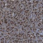 QSOX2 Antibody in Immunohistochemistry (Paraffin) (IHC (P))