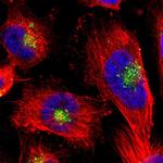 Cystatin C Antibody in Immunocytochemistry (ICC/IF)