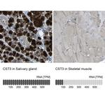 Cystatin C Antibody in Immunohistochemistry (Paraffin) (IHC (P))