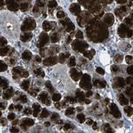 Cystatin C Antibody in Immunohistochemistry (Paraffin) (IHC (P))
