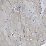 Cystatin C Antibody in Immunohistochemistry (Paraffin) (IHC (P))