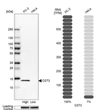 Cystatin C Antibody in Western Blot (WB)