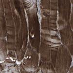 APOBEC2 Polyclonal Antibody