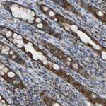 SYNGR2 Antibody in Immunohistochemistry (Paraffin) (IHC (P))