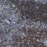 SYNGR2 Antibody in Immunohistochemistry (Paraffin) (IHC (P))