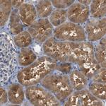 CREB3L2 Antibody in Immunohistochemistry (Paraffin) (IHC (P))