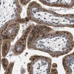 CREB3L2 Antibody in Immunohistochemistry (Paraffin) (IHC (P))
