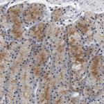 CREB3L2 Antibody in Immunohistochemistry (Paraffin) (IHC (P))