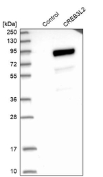 CREB3L2 Antibody in Western Blot (WB)