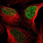 C9orf7 Polyclonal Antibody