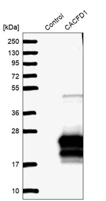 C9orf7 Antibody in Western Blot (WB)