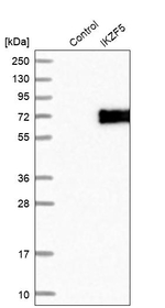 IKZF5 Antibody in Western Blot (WB)