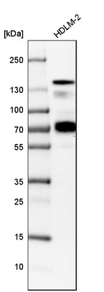 CD100 Antibody in Western Blot (WB)
