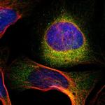 Tmem125 Antibody in Immunocytochemistry (ICC/IF)