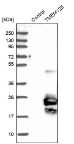 Tmem125 Antibody in Western Blot (WB)