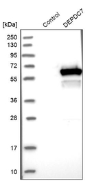 DEPDC7 Antibody in Western Blot (WB)