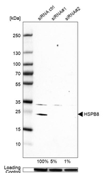 HSPB8 Antibody in Western Blot (WB)