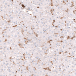GLRA1 Antibody in Immunohistochemistry (Paraffin) (IHC (P))