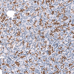 GLRA1 Antibody in Immunohistochemistry (Paraffin) (IHC (P))