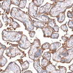 GLRA1 Antibody in Immunohistochemistry (Paraffin) (IHC (P))