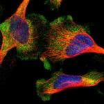 ORAI1 Polyclonal Antibody