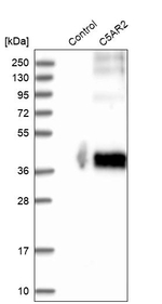 GPR77 Antibody in Western Blot (WB)