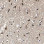 KCNQ5 Antibody in Immunohistochemistry (Paraffin) (IHC (P))