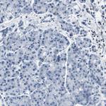 KCNQ5 Antibody in Immunohistochemistry (Paraffin) (IHC (P))