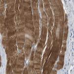 KCNQ5 Antibody in Immunohistochemistry (Paraffin) (IHC (P))
