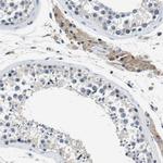 KCNQ5 Antibody in Immunohistochemistry (Paraffin) (IHC (P))