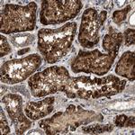 DUSP10 Antibody in Immunohistochemistry (Paraffin) (IHC (P))