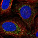 VASN Polyclonal Antibody