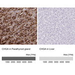 Chromogranin A Antibody in Immunohistochemistry (Paraffin) (IHC (P))