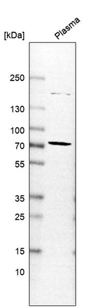 Chromogranin A Antibody in Western Blot (WB)