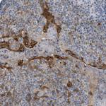 Cystatin B Antibody in Immunohistochemistry (Paraffin) (IHC (P))